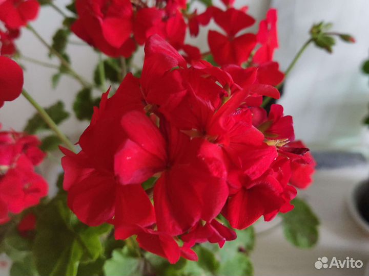 Пеларгония герань