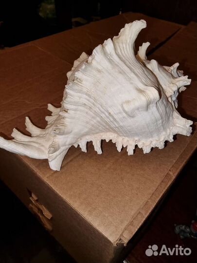 Океан ракушка