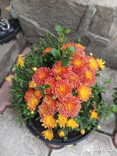 Хризантема