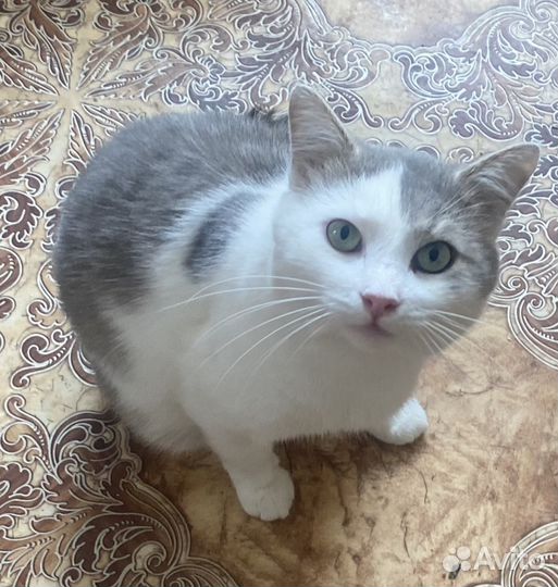 Пристраивается котик