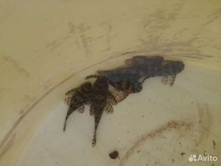 Номерные сомы, гипанциструсы