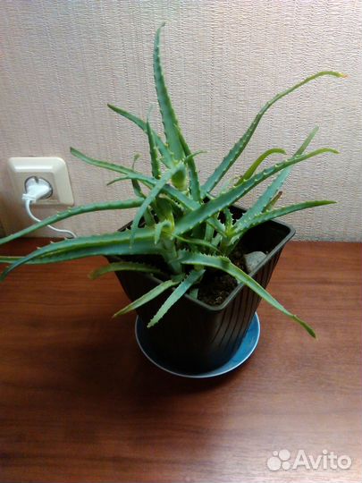 Алоэ лечебный (Столетник)