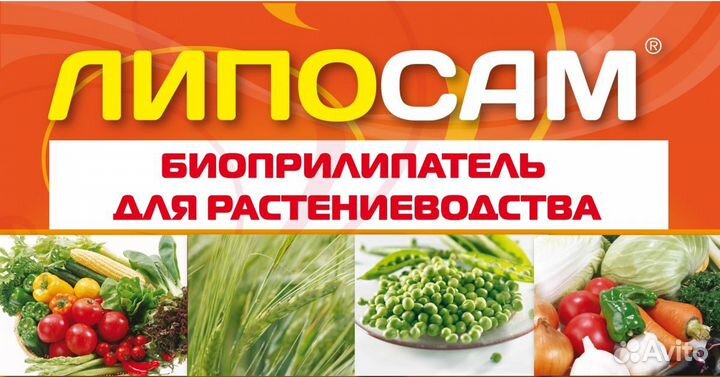 Липосам - универсальный природный биоприлипатель