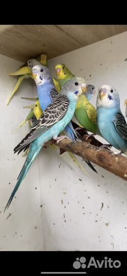 Волнистый попугай