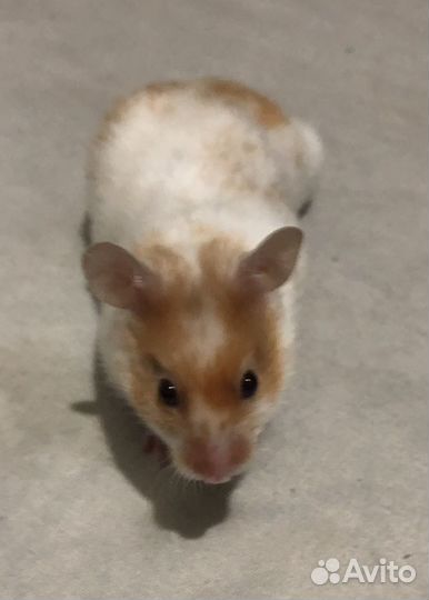 Сирийский хомяк малыш