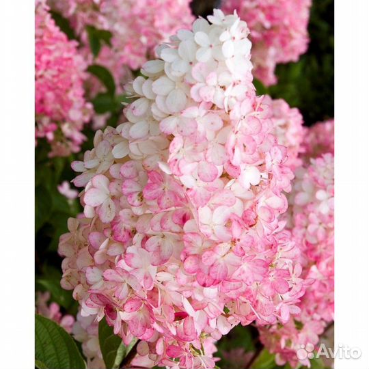 Гортензия метельчатая 