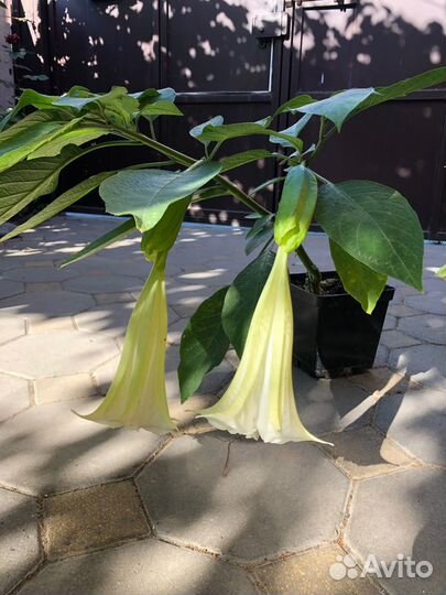 Бругмансия цветы (ангельские колокола)