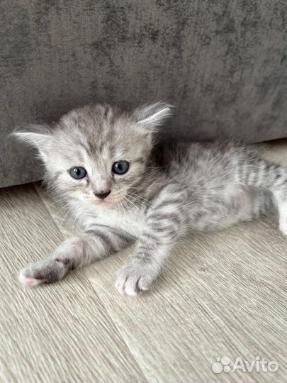 Котята породистые