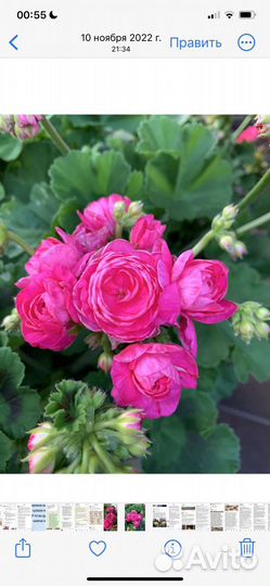 Пеларгония