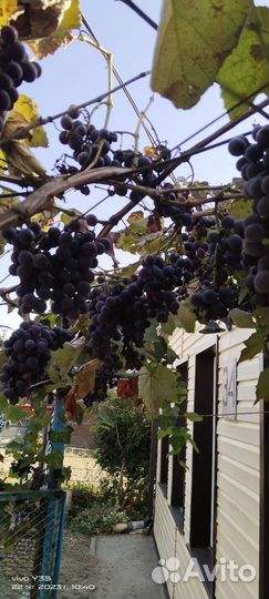 Виноград