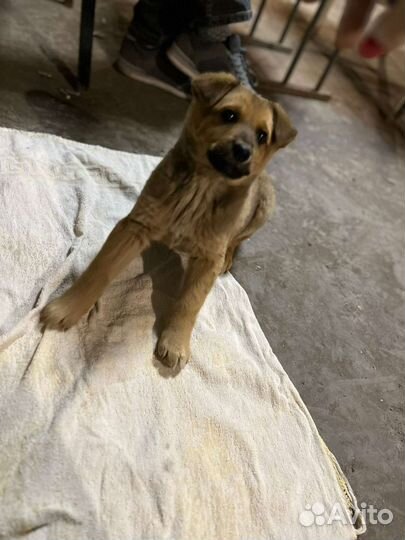 Рыжий щенок