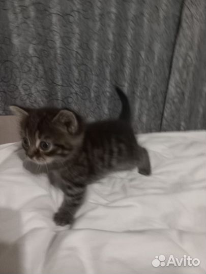 Вислоухий кот