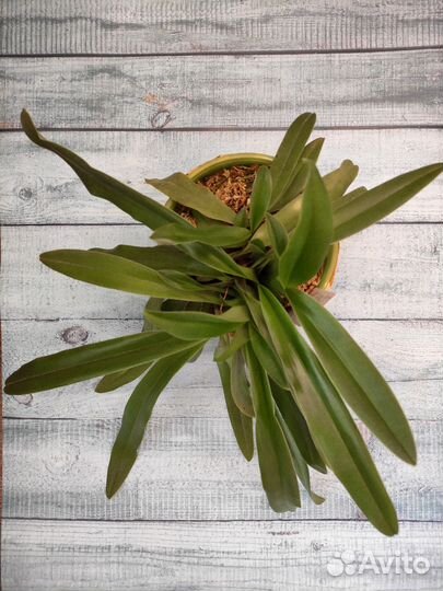 Орхидея башмачок пафиопедилум Лианнум