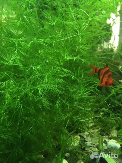 Криптокорина, погостемон роголистник и др для