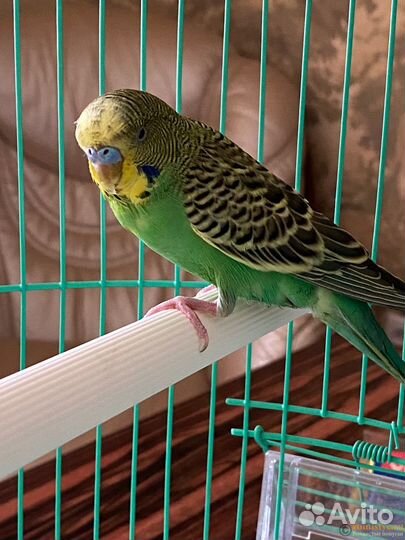 Волнистый попугай