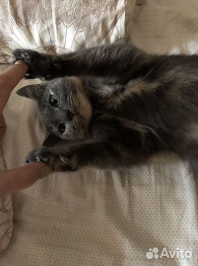 Алечка ищет мампап