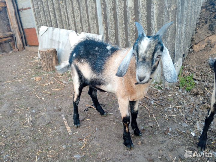 Нубийский козел на племя,гуси, петухи