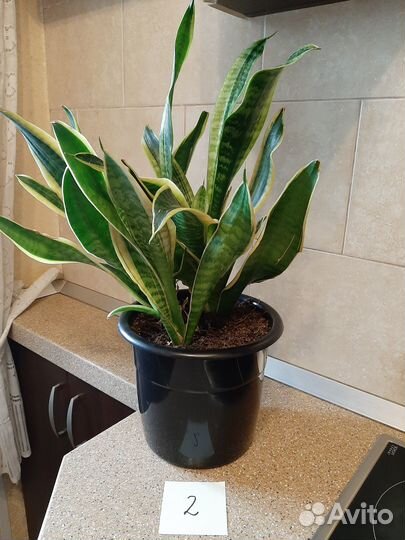 Комнатные растения