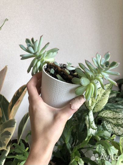 Хавортия, суккуленты