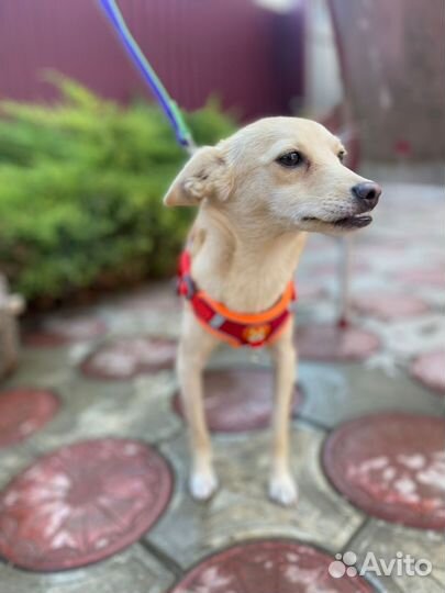 Спасите малышку