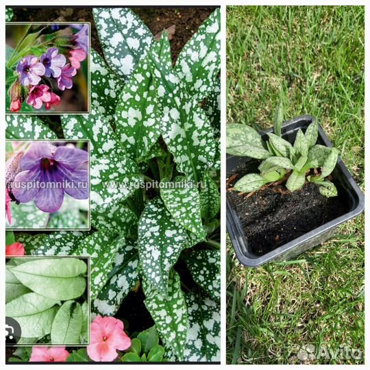 Многолетние растения для сада