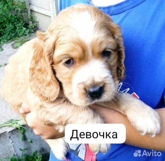 Кокер спаниель