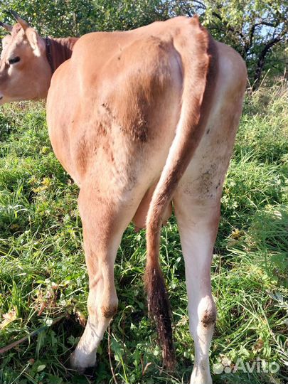 Телка джерсейской породы стельная