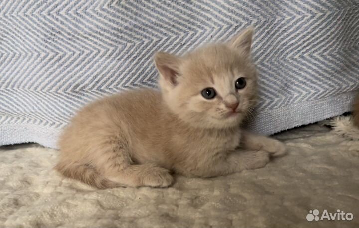 Котенок -девочка, 1 месяц