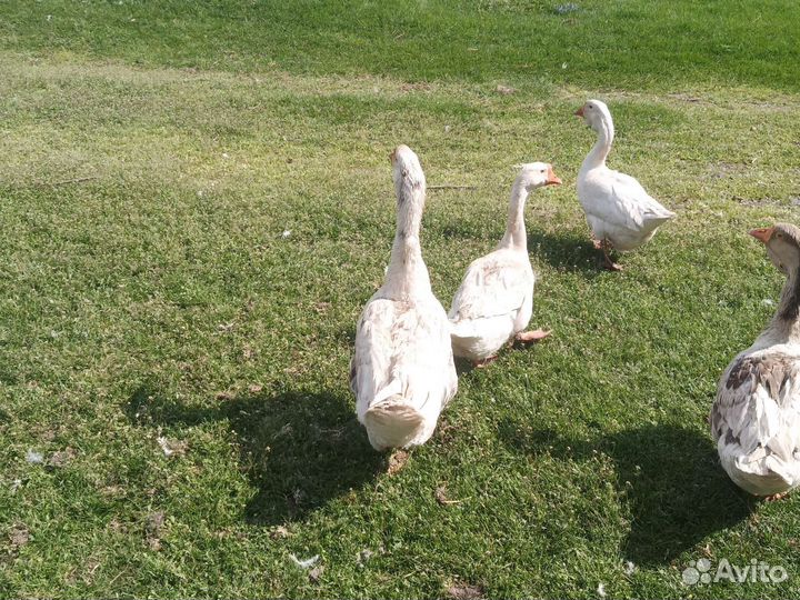 Гуси