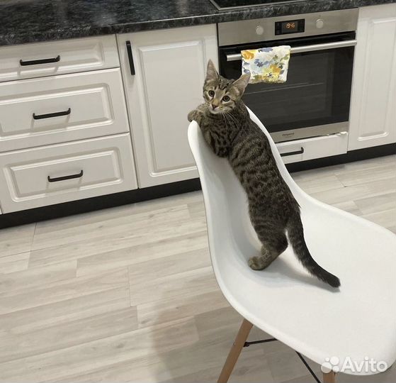 Кот мальчик