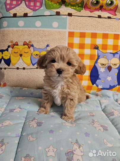 Мальтипу.top щенки от мамы Чемпионки