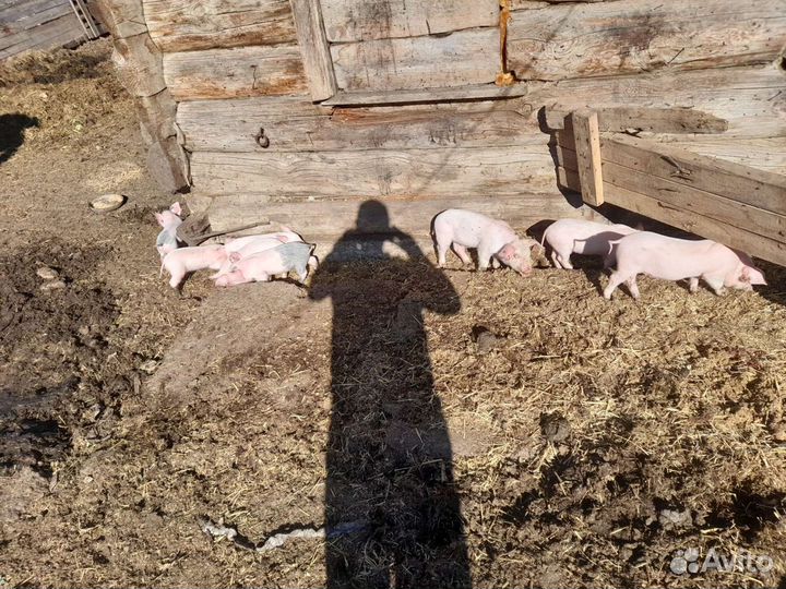 Поросята