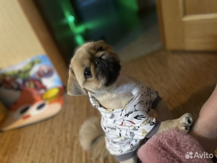 Вязка мини пекинес