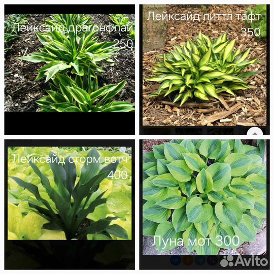 Хоста более 45 сортов