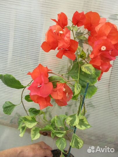 Бугенвиллия сортовая -продолжение