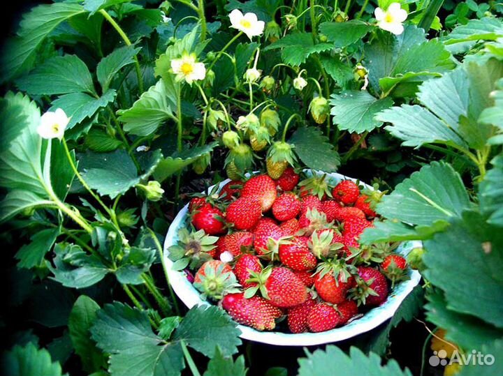 Рассада клубники ремонтантной, садовой Зефир