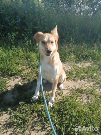 Небольшая собачка ищет дом в добрые руки