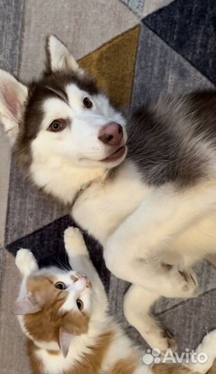 Хаски в добрые руки