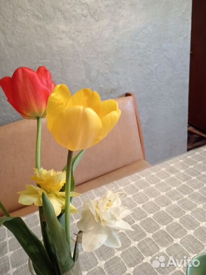 Луковицы тюльпанов