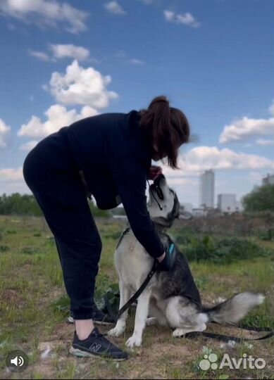 Кинолог. Специалист по воспитанию собак