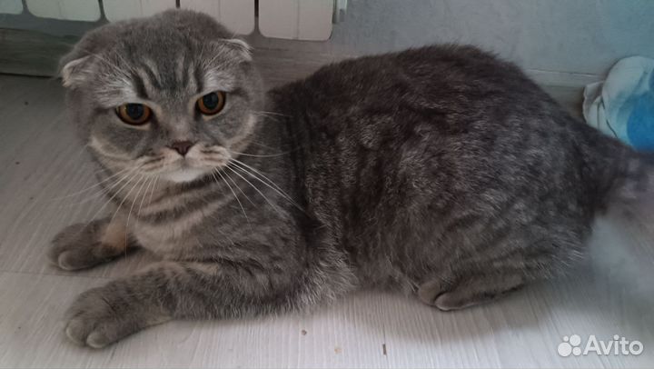 Шотландская вислоухая