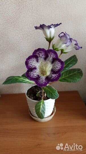 Глоксинии молодые