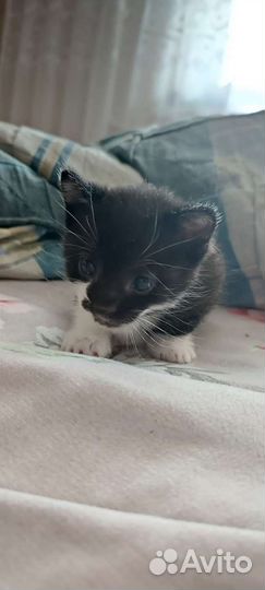 Кошка в дар