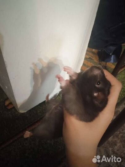 Сирийский хомяк девочка