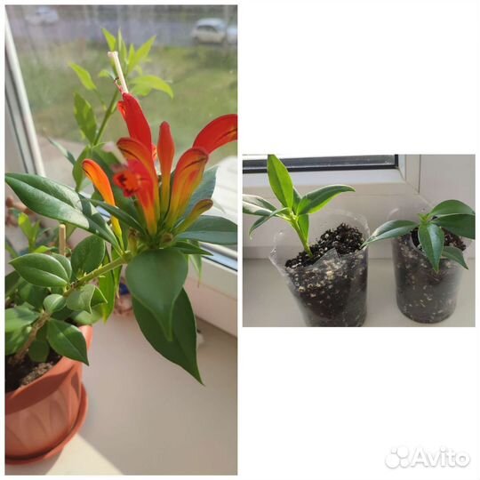 Комнатные растения цветы