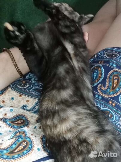 Кошечка в добрые руки