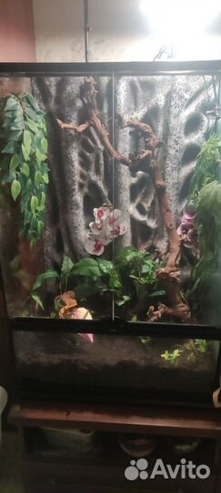 Террариум Exo terra 60/45/90 с бананоедами