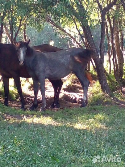 Продажа жеребчика