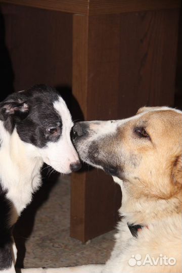 Собачка в добрые руки