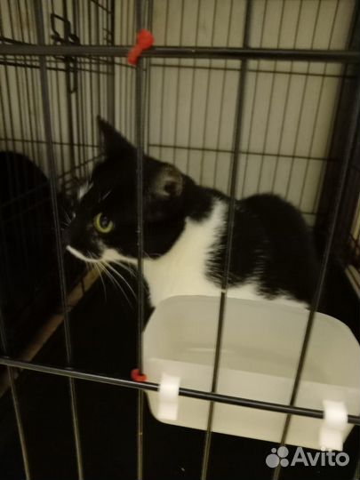 Кошка Буся лишилась дома, её ждет выпуск на улицу